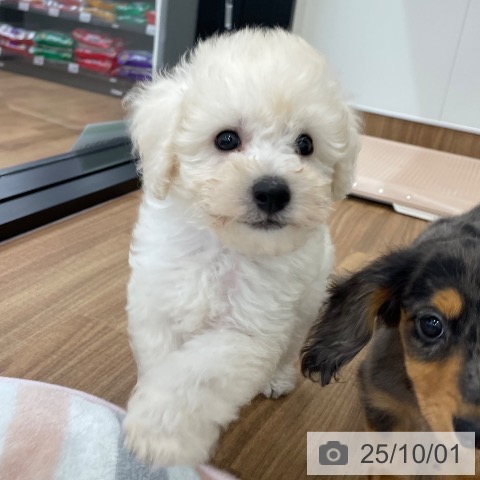 トイ・プードルの写真