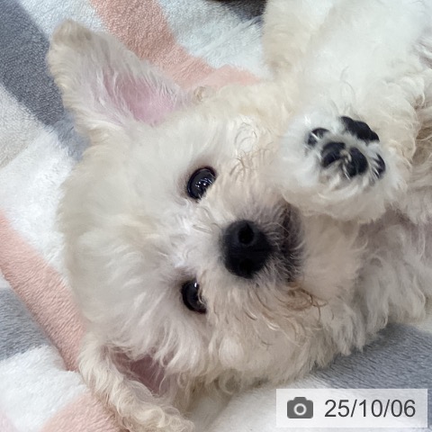 トイ・プードルの写真