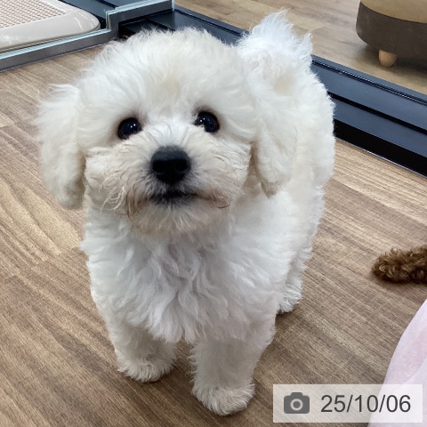 トイ・プードルの写真