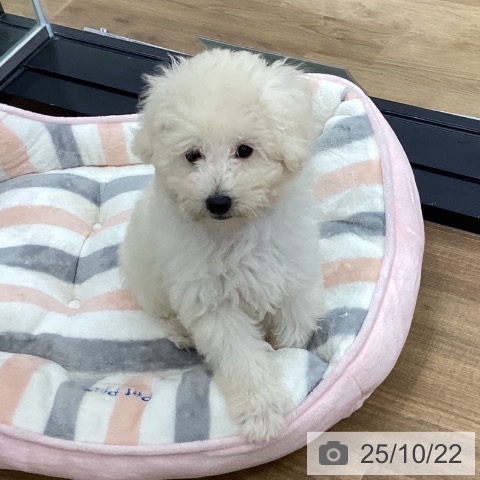 トイ・プードルの写真