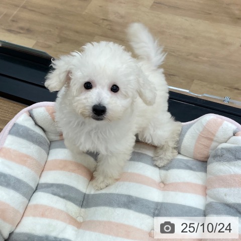 トイ・プードルの写真