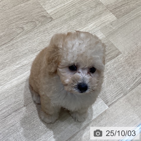 トイ・プードルの写真