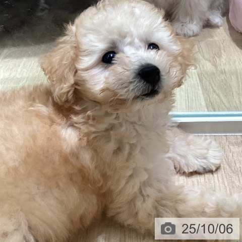 トイ・プードルの写真