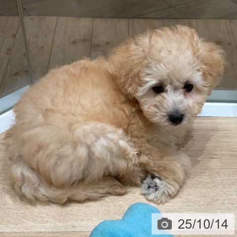 トイ・プードルの写真