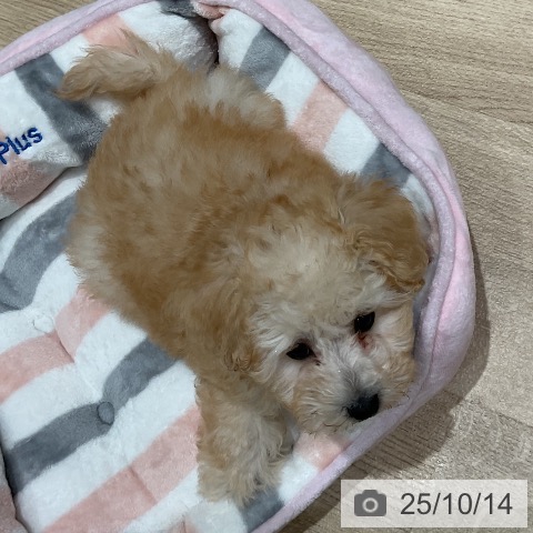 トイ・プードルの写真