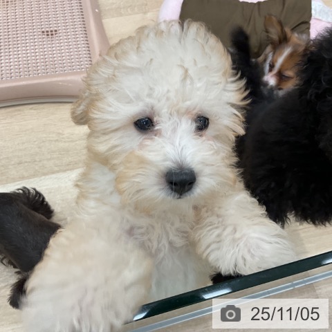 トイ・プードルの写真