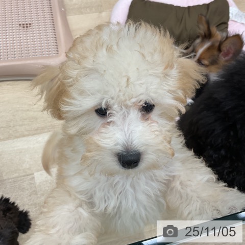 トイ・プードルの写真