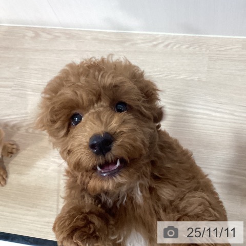 トイ・プードルの写真