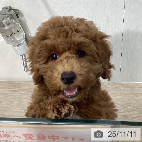 トイ・プードルの写真