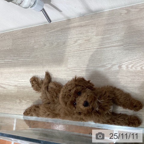 トイ・プードルの写真