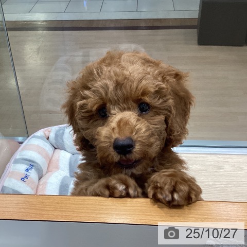 トイ・プードルの写真