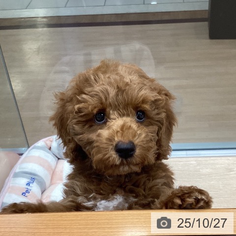 トイ・プードルの写真