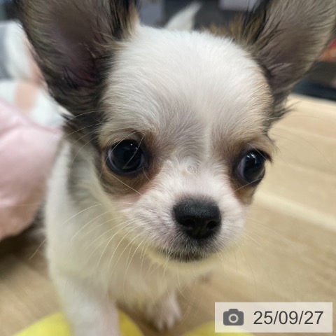 チワワの写真