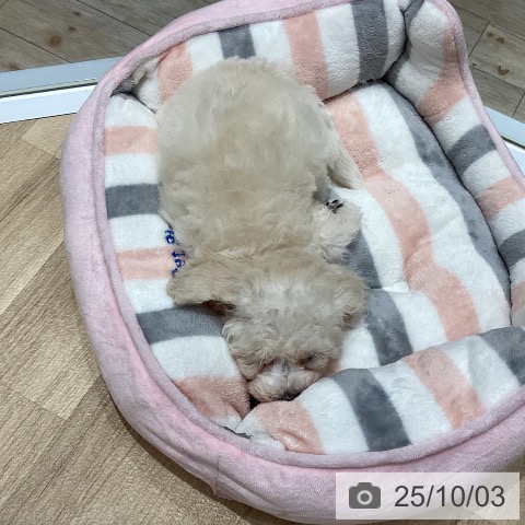 トイ・プードルの写真