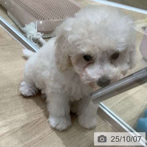 トイ・プードルの写真