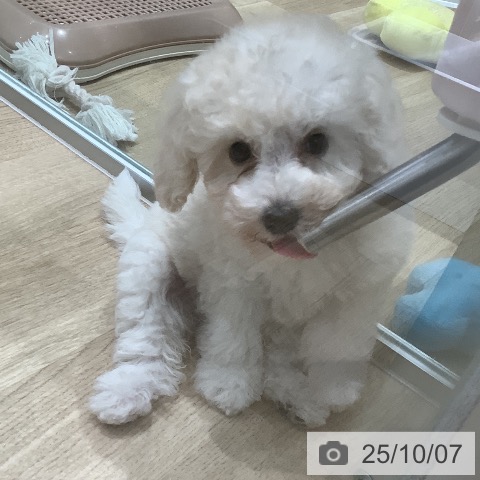 トイ・プードルの写真