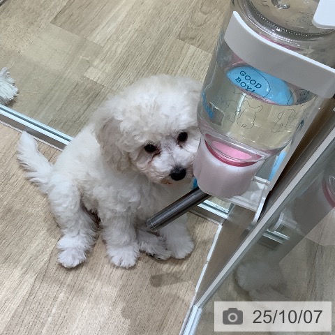 トイ・プードルの写真