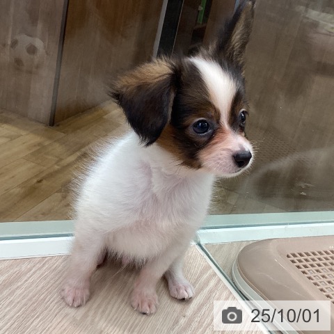 パピヨンの写真