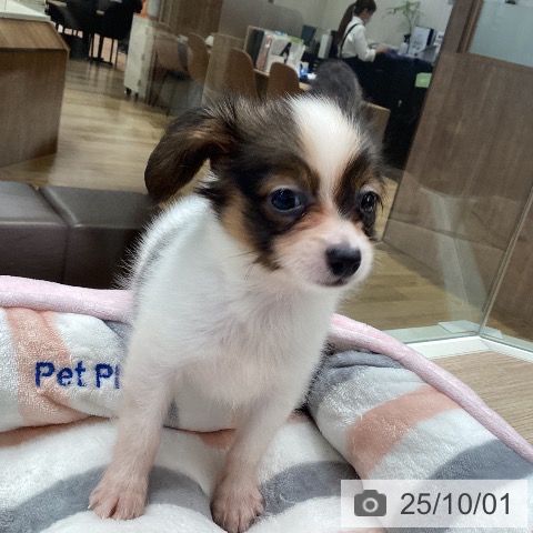 パピヨンの写真