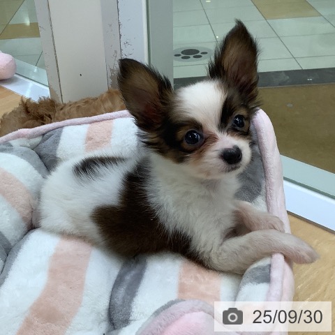 パピヨンの写真
