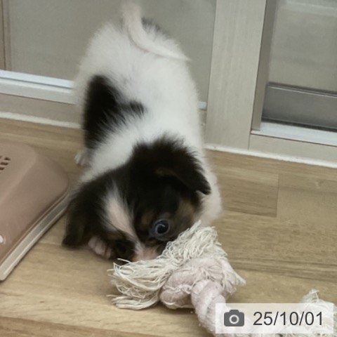 パピヨンの写真