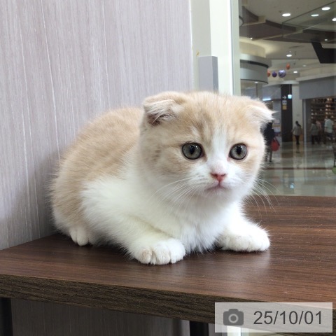 スコティッシュフォールドの写真