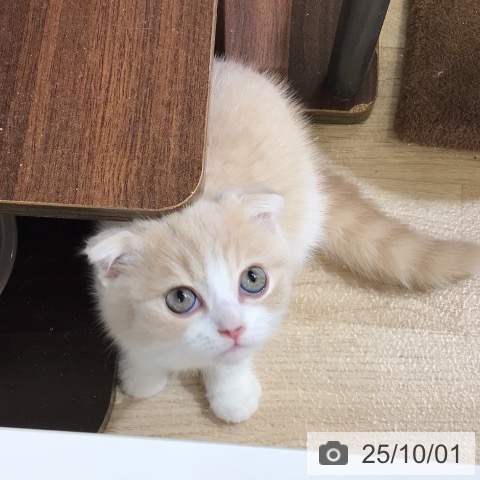 スコティッシュフォールドの写真