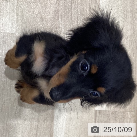 カニーンヘン・ダックスフンドの写真