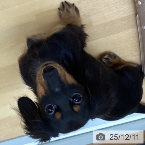 カニーンヘン・ダックスフンドの写真