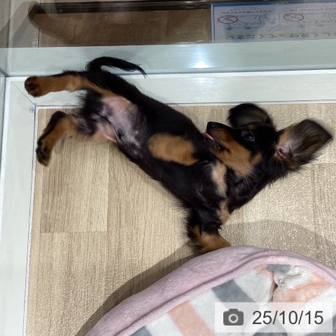 カニーンヘン・ダックスフンドの写真