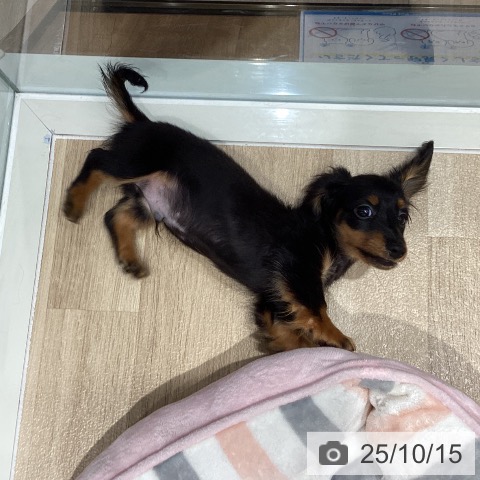 カニーンヘン・ダックスフンドの写真