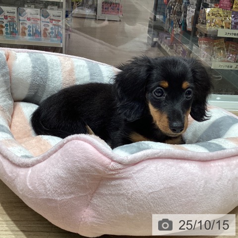 カニーンヘン・ダックスフンドの写真