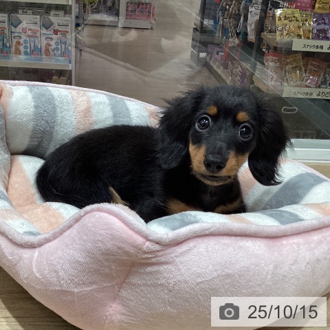 カニーンヘン・ダックスフンドの写真