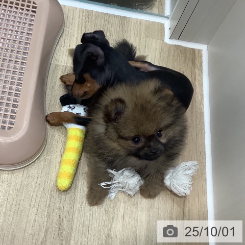 ポメラニアンの写真