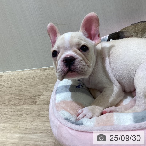 フレンチ・ブルドッグの写真