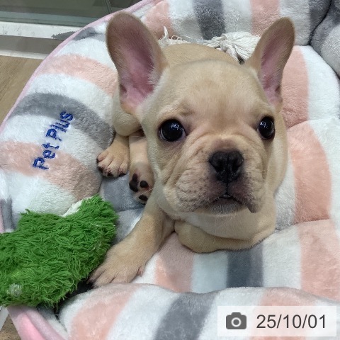 フレンチ・ブルドッグの写真