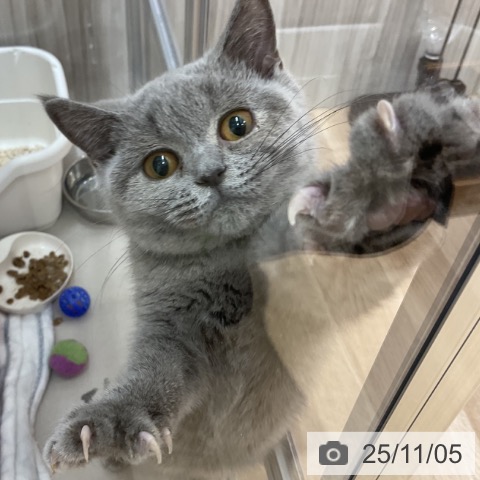 ブリティッシュショートヘアの写真