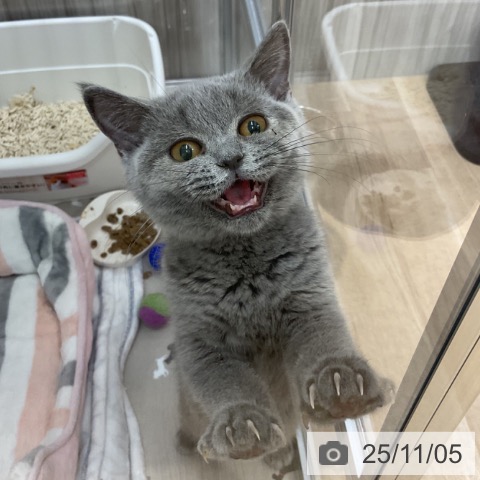 ブリティッシュショートヘアの写真