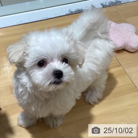 マルチーズの写真
