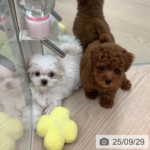 マルチーズの写真