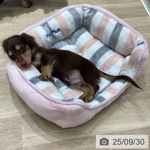 カニーンヘン・ダックスフンドの写真