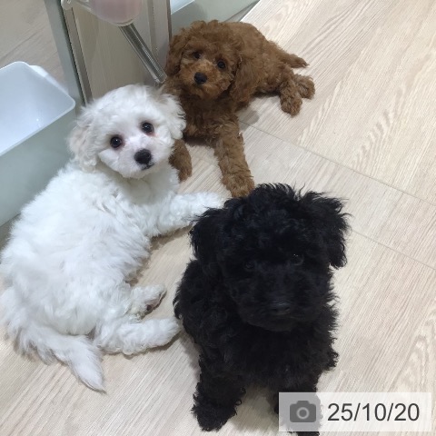 トイ・プードルの写真