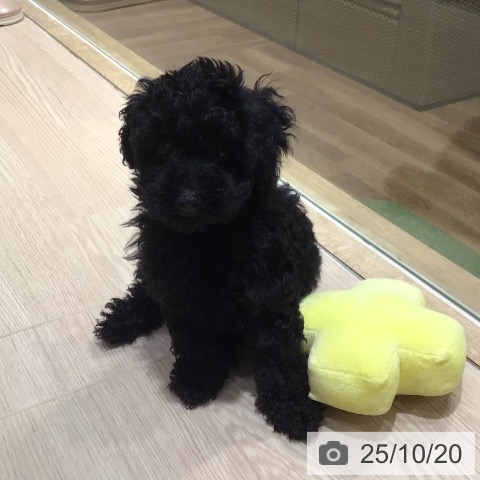 トイ・プードルの写真