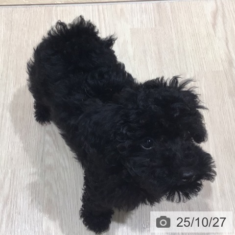 トイ・プードルの写真