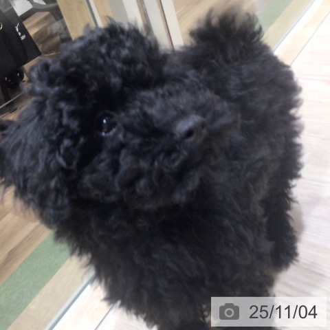 トイ・プードルの写真