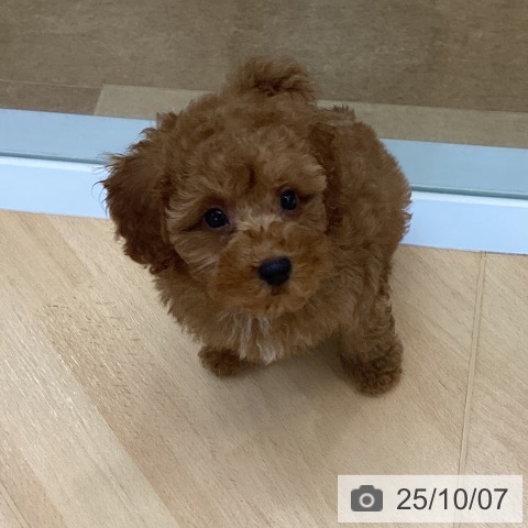 トイ・プードルの写真