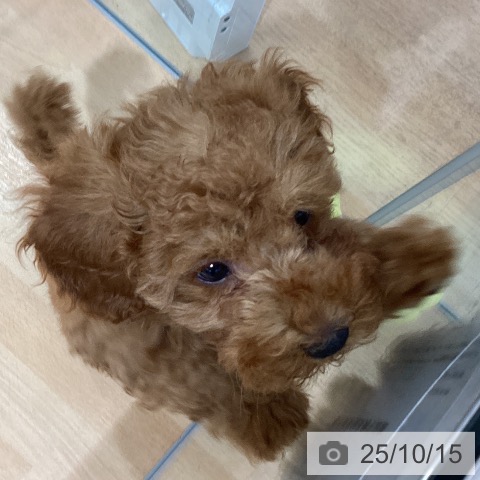 トイ・プードルの写真