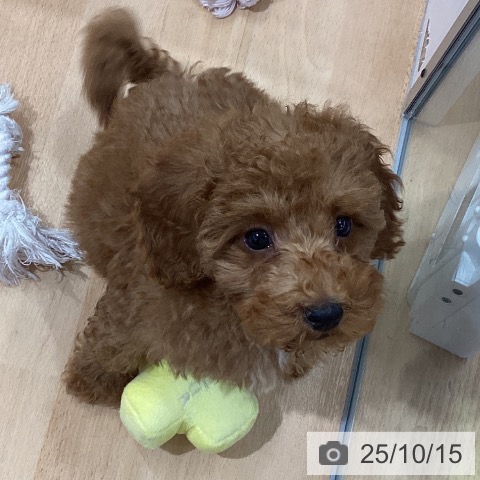 トイ・プードルの写真