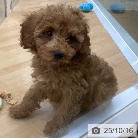 トイ・プードルの写真