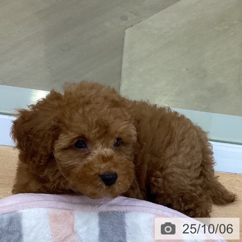 トイ・プードルの写真